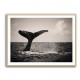 Whale Tail Whale Tail