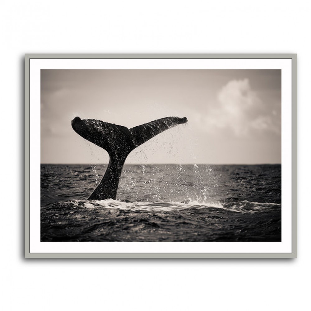 Whale Tail Whale Tail