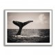 Whale Tail Whale Tail