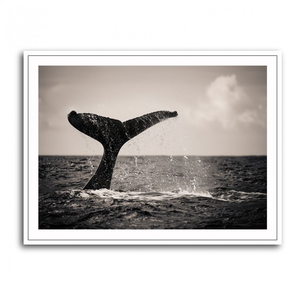 Whale Tail Whale Tail