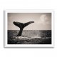 Whale Tail Whale Tail