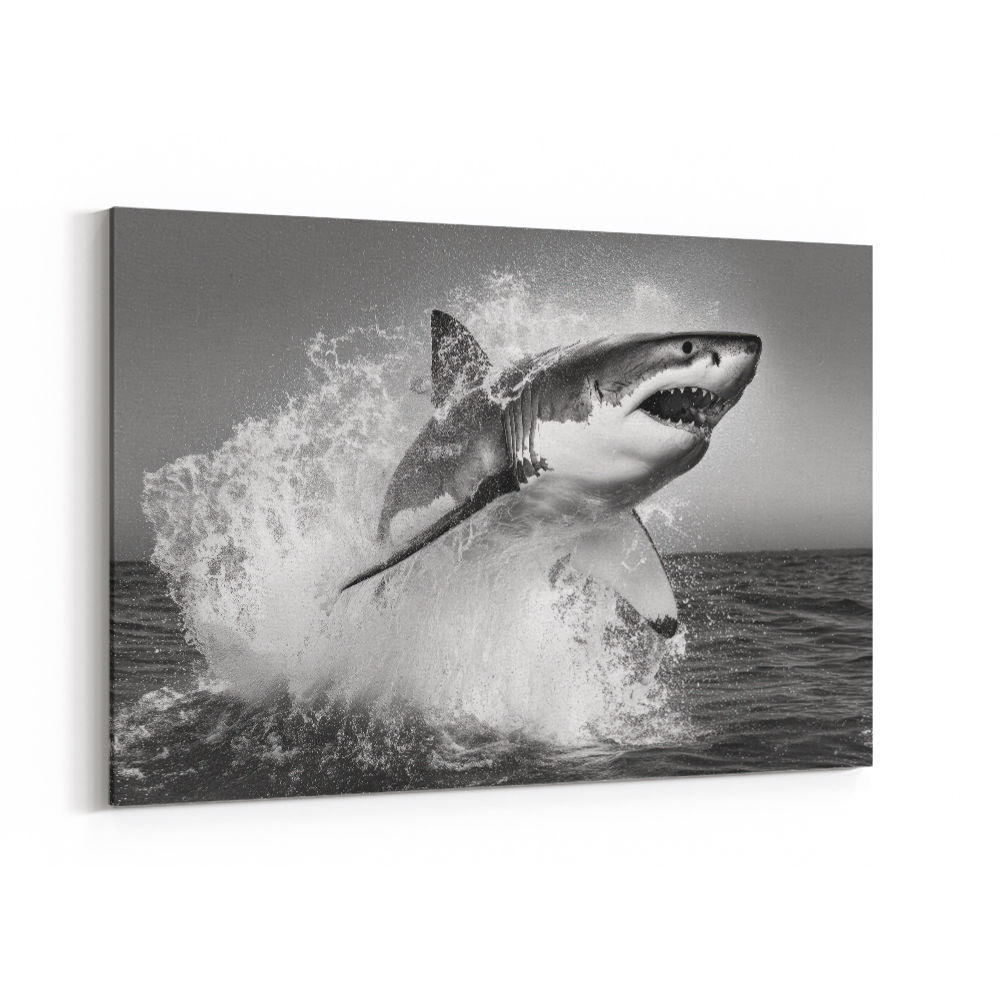 Shark Power Shark Power
