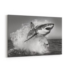 Shark Power