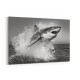 Shark Power Shark Power