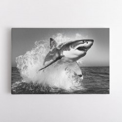 Shark Power