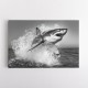 Shark Power Shark Power