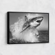 Shark Power Shark Power