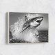 Shark Power Shark Power