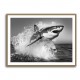 Shark Power Shark Power