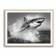 Shark Power Shark Power