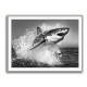Shark Power Shark Power