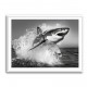 Shark Power Shark Power