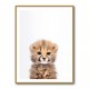 Baby Cheetah
