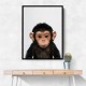 Baby Chimp