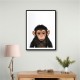 Baby Chimp