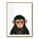 Baby Chimp