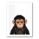 Baby Chimp