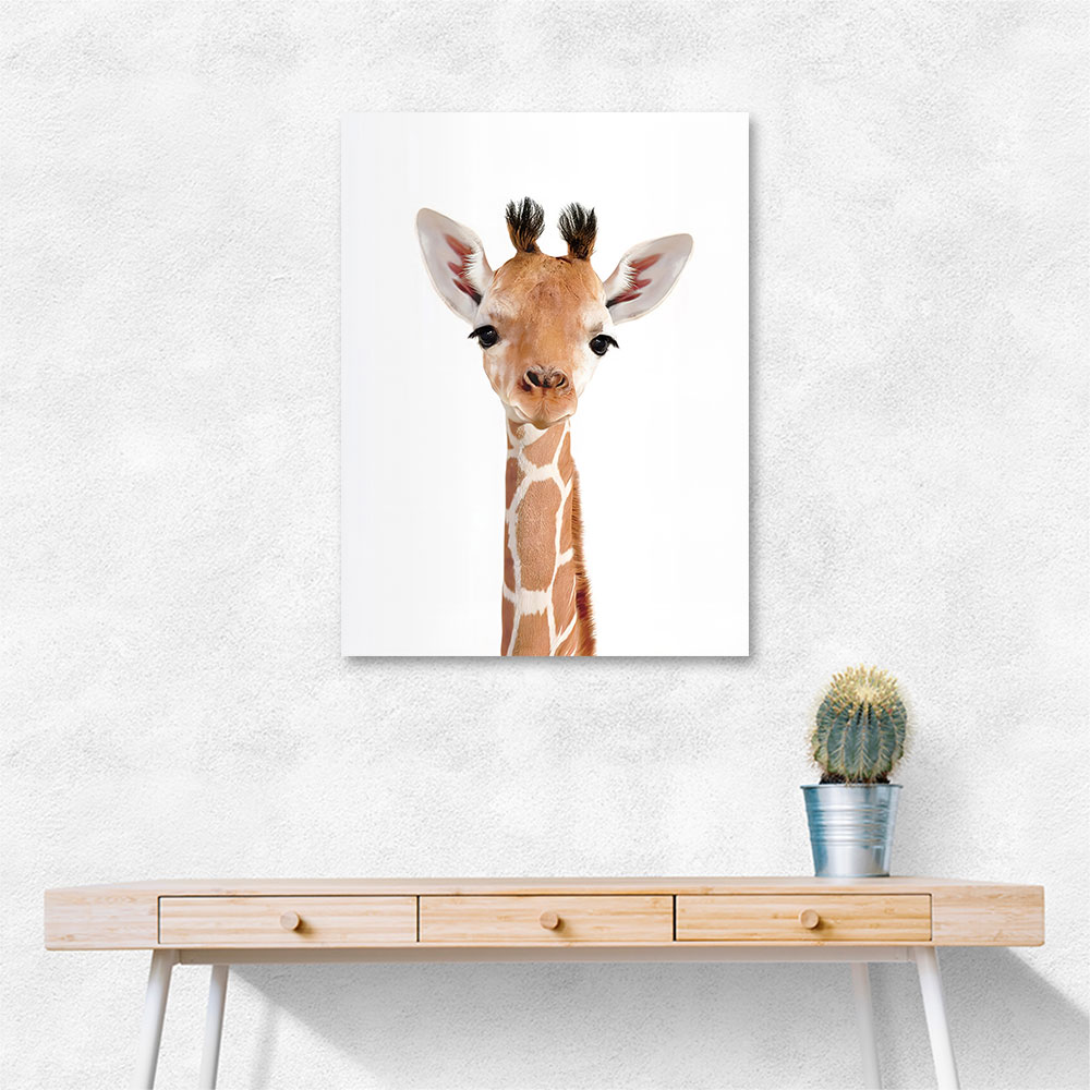 Baby Giraffe