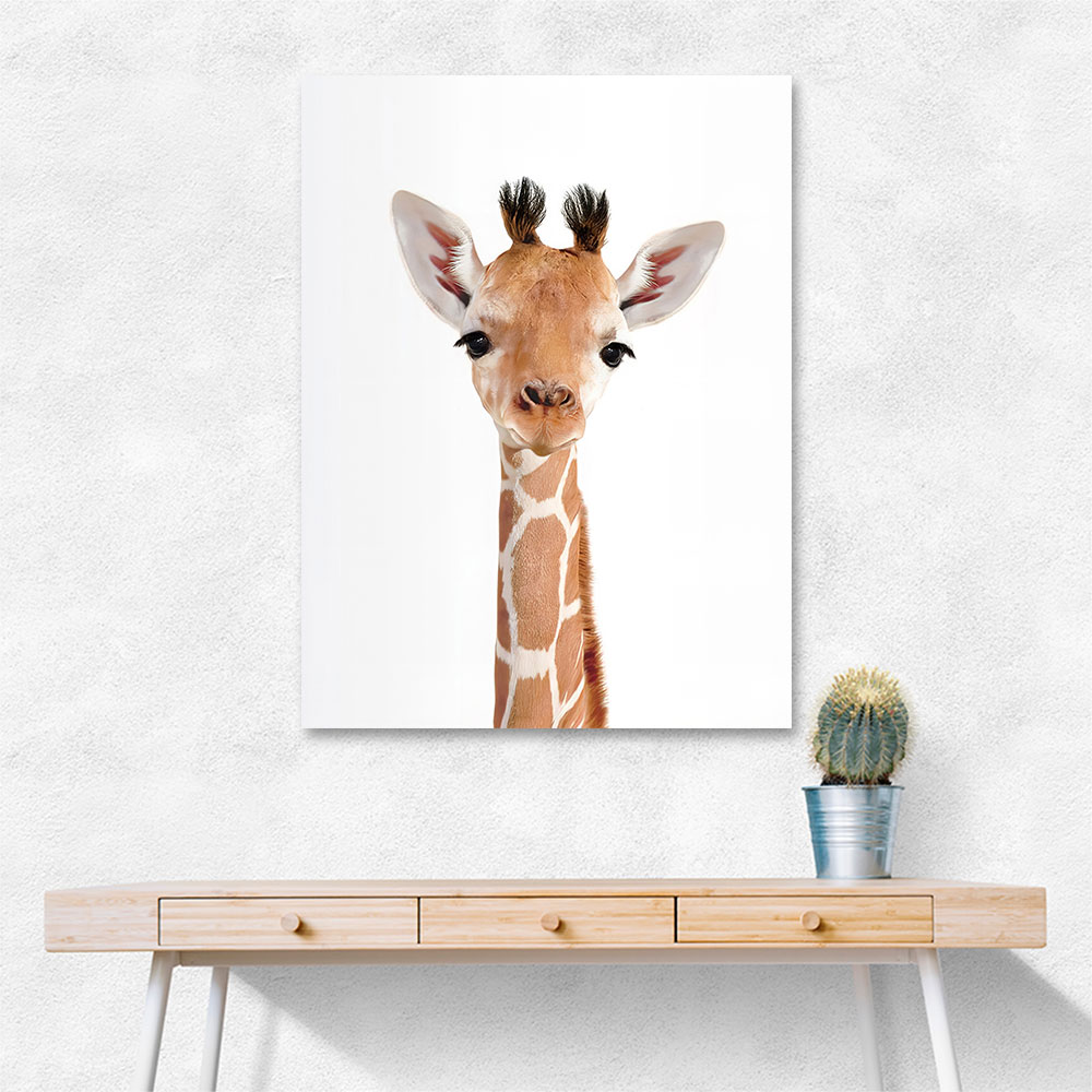 Baby Giraffe