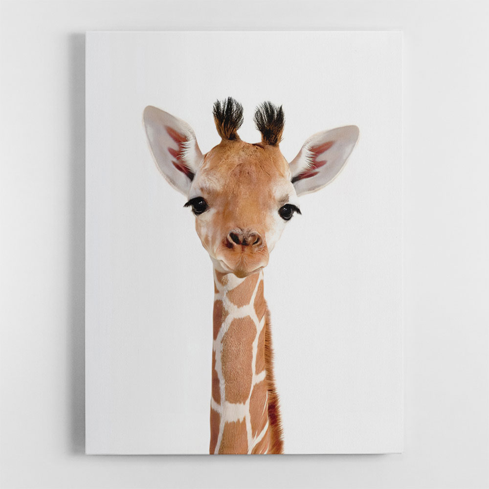 Baby Giraffe