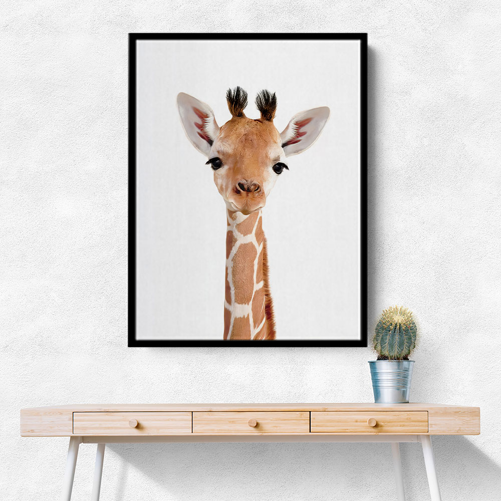 Baby Giraffe