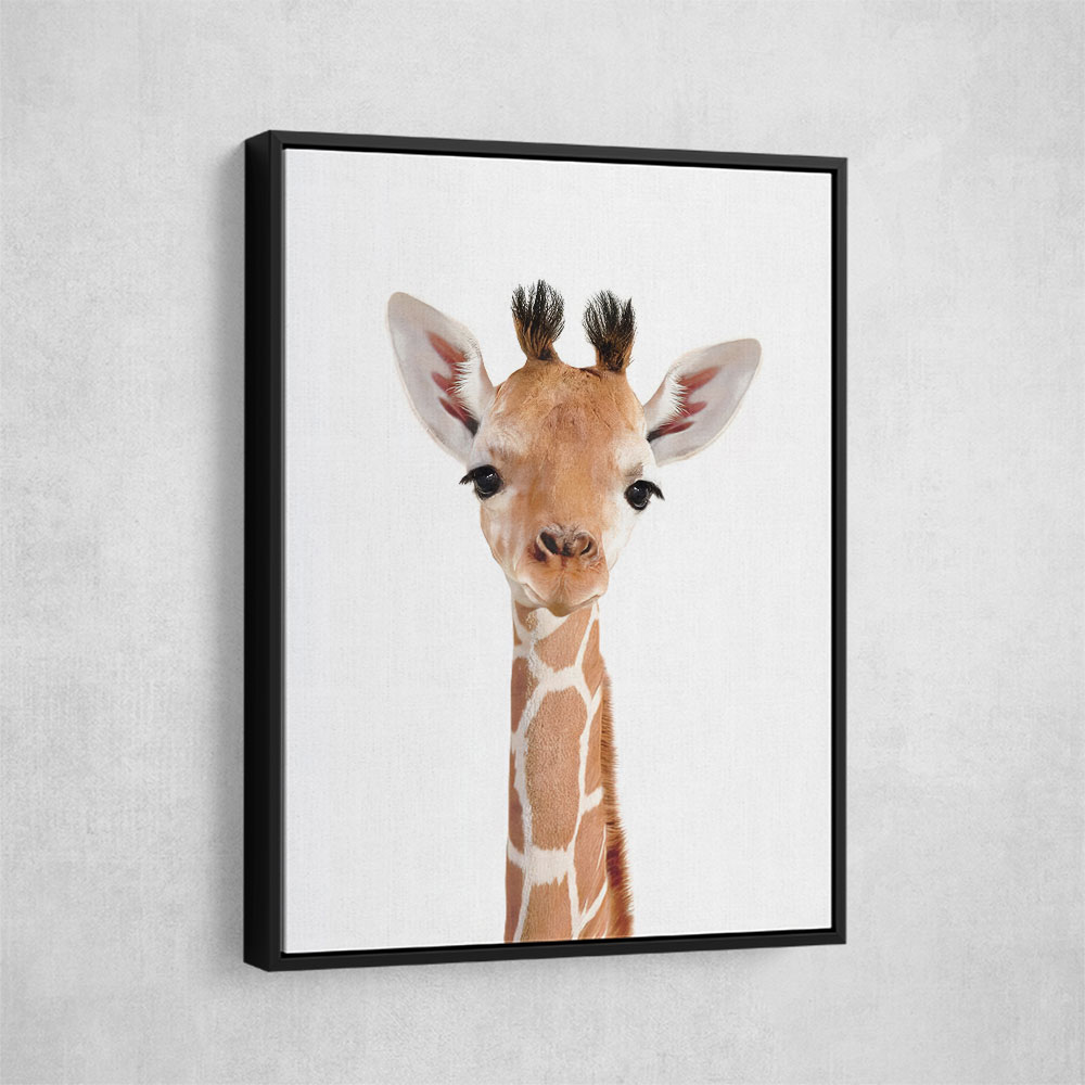 Baby Giraffe