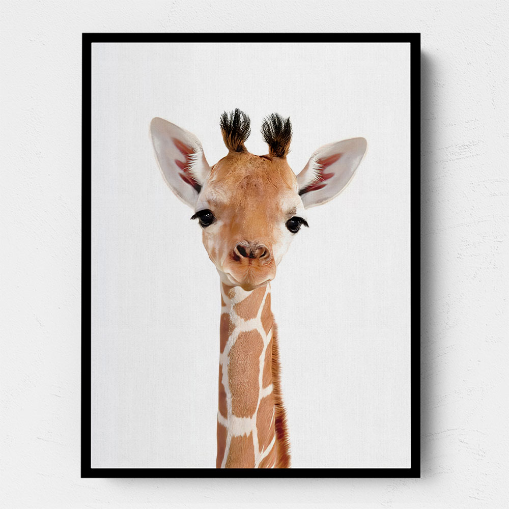 Baby Giraffe