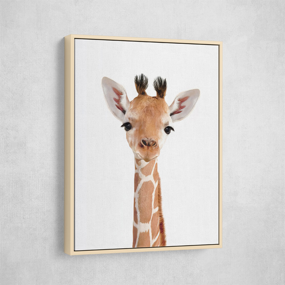 Baby Giraffe