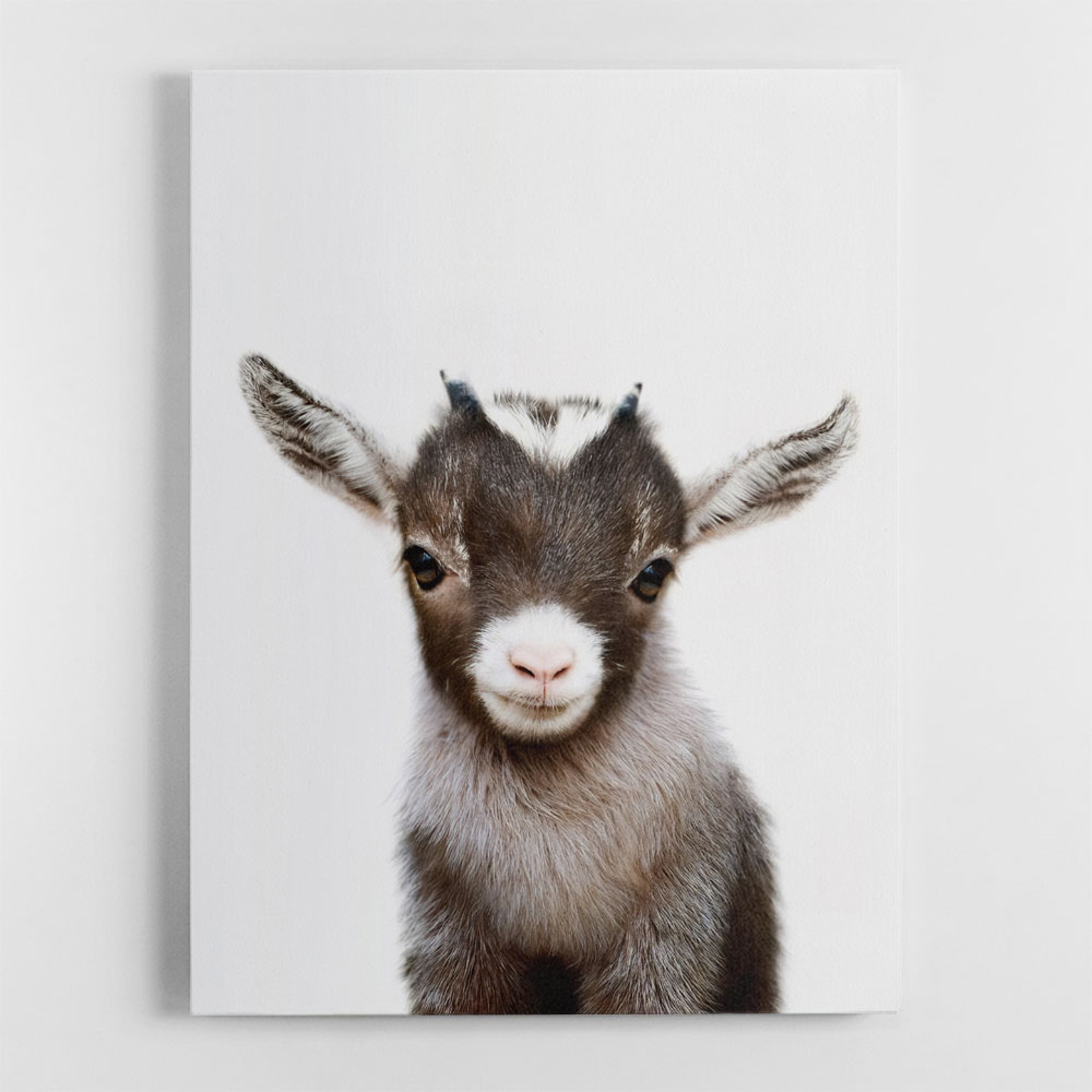 Baby Goat Wall Art