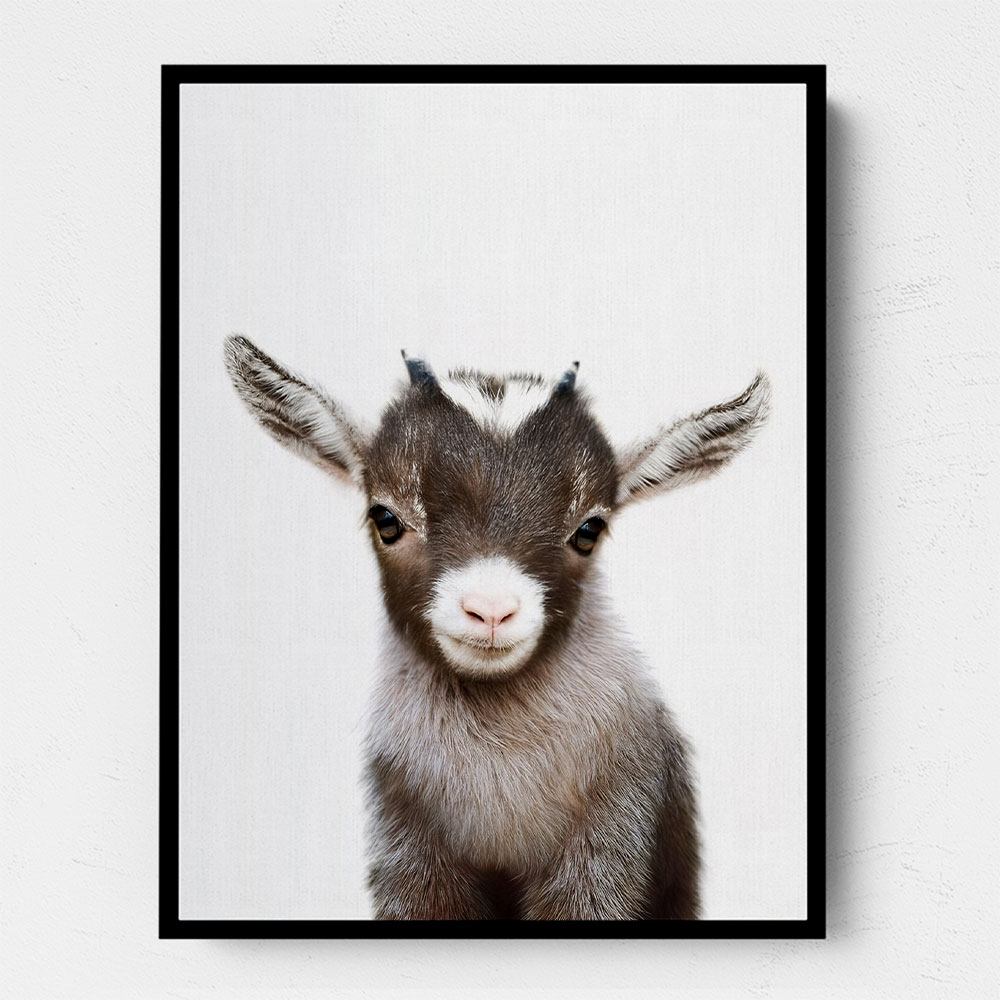 Baby Goat