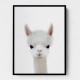 Baby Llama