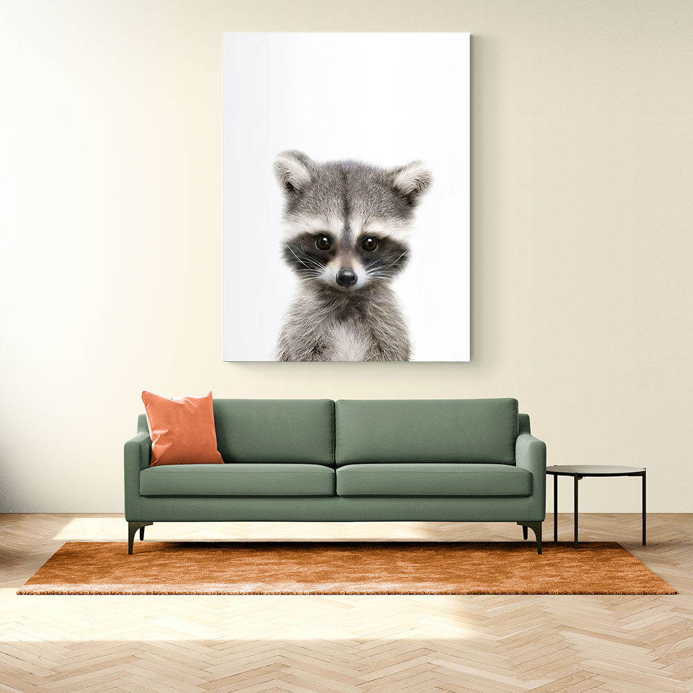 Baby Raccoon