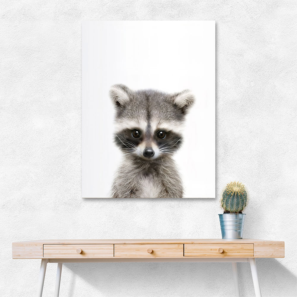 Baby Raccoon