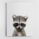 Baby Raccoon