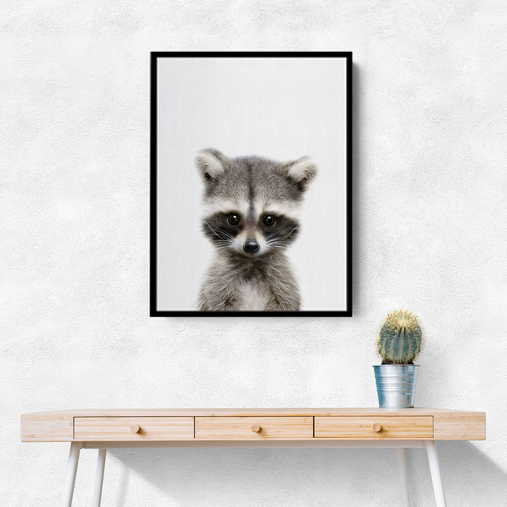 Baby Raccoon