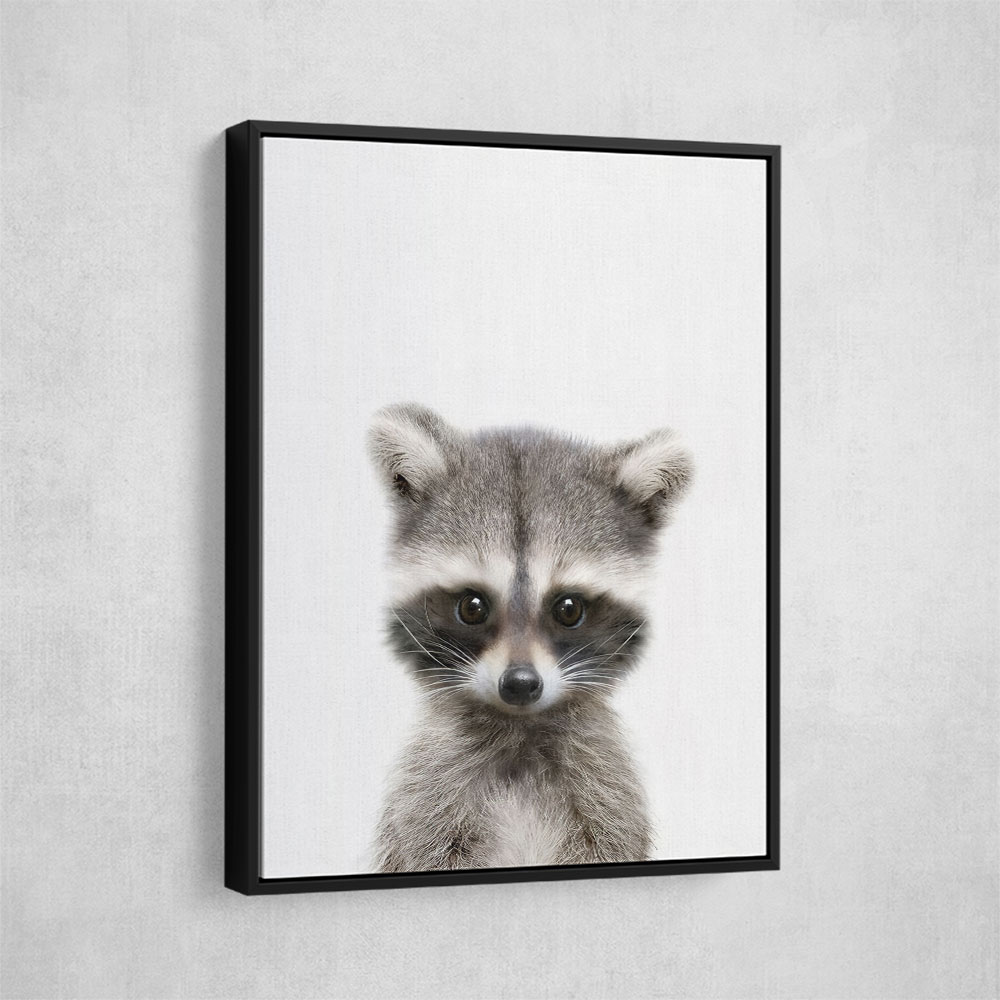 Baby Raccoon