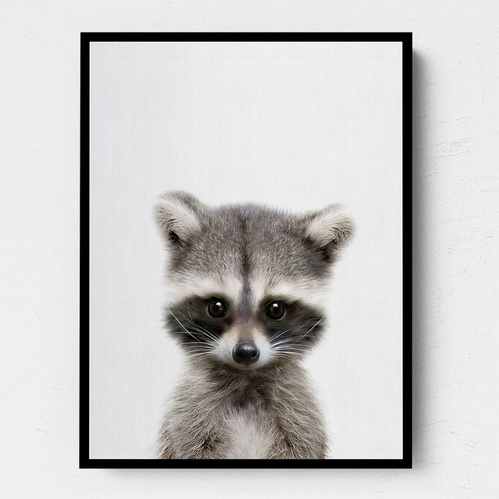 Baby Raccoon