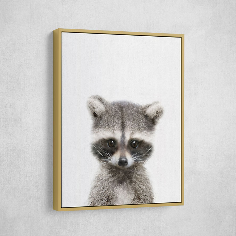 Baby Raccoon