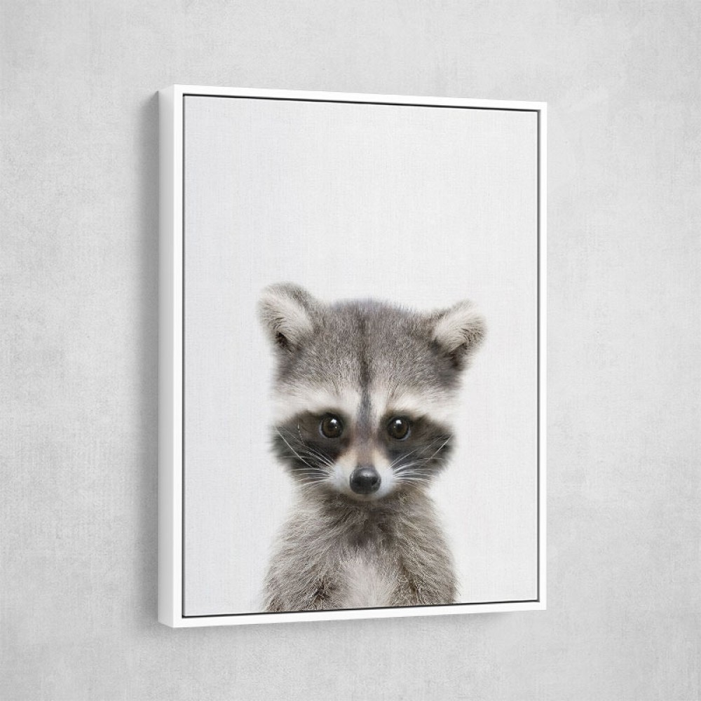 Baby Raccoon