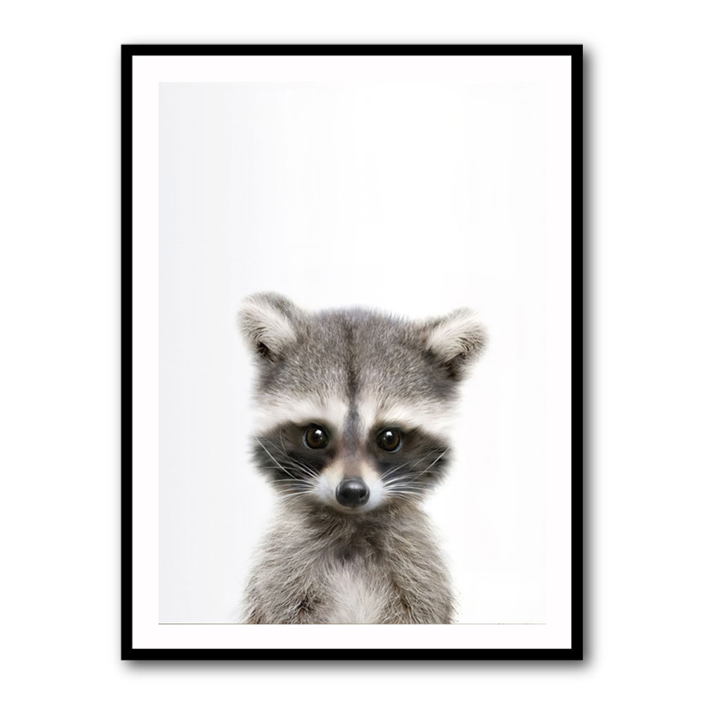 Baby Raccoon