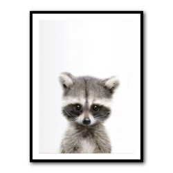 Baby Raccoon