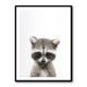 Baby Raccoon