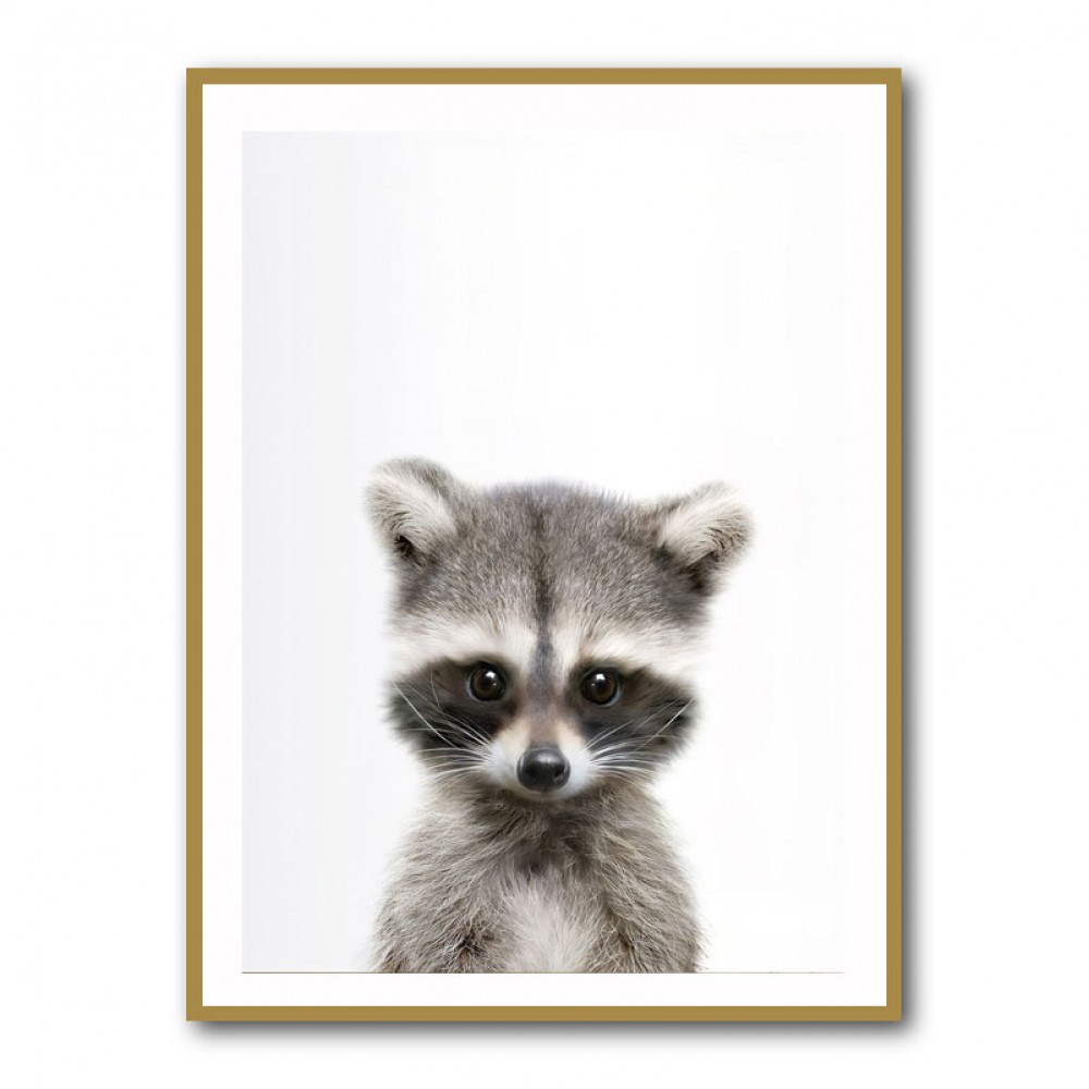 Baby Raccoon