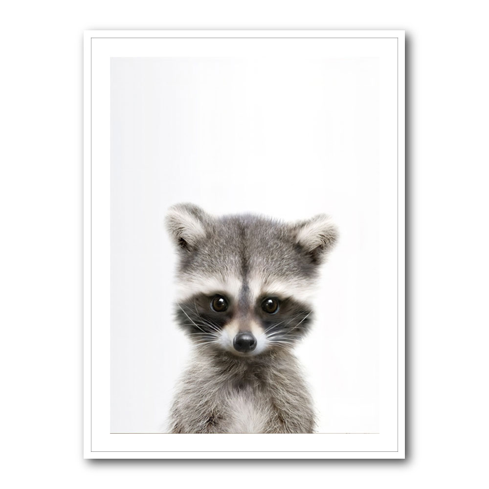 Baby Raccoon