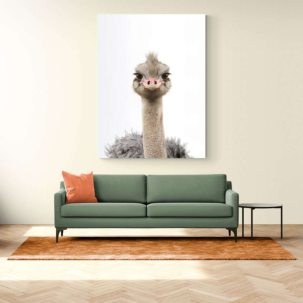 Baby Ostrich