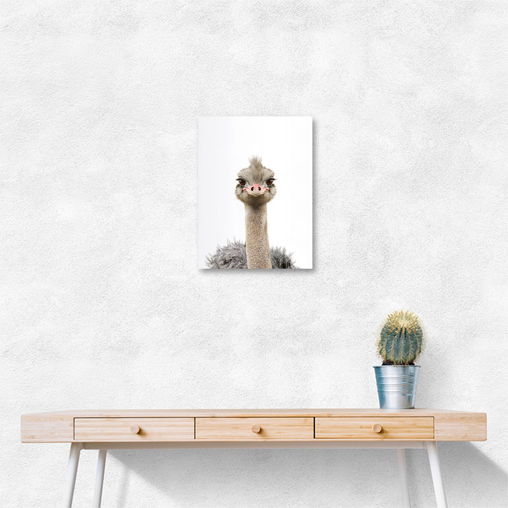 Baby Ostrich Baby Ostrich