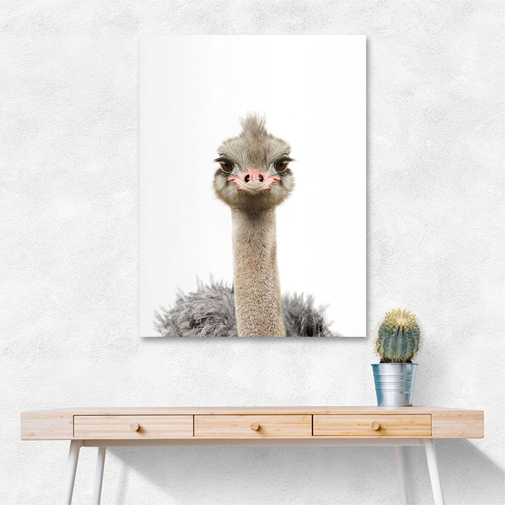 Baby Ostrich