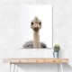 Baby Ostrich Baby Ostrich