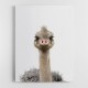 Baby Ostrich Baby Ostrich