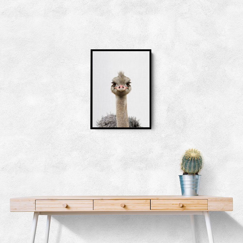 Baby Ostrich Baby Ostrich